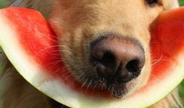 娱乐吃瓜君狗被蜂蜜咬,娱乐吃瓜君的意外“甜蜜”风波